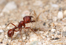 A new study reports dopamine may have an impact on foraging behavior in ants