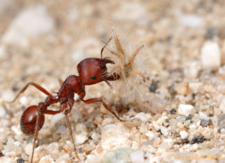 A new study reports dopamine may have an impact on foraging behavior in ants