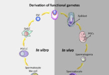 Researchers in Japan has successfully generated human oogonia inside of artificial mouse ovaries using human stem cells