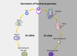 Researchers in Japan has successfully generated human oogonia inside of artificial mouse ovaries using human stem cells