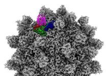 Seneca Valley virus sounds like the last bug you’d want to catch, but it could be the next breakthrough cancer therapy