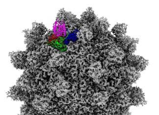 Seneca Valley virus sounds like the last bug you’d want to catch, but it could be the next breakthrough cancer therapy