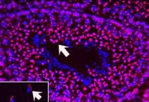 A father’s exposure to nicotine may cause cognitive deficits in his children
