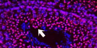 A father’s exposure to nicotine may cause cognitive deficits in his children