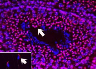 A father’s exposure to nicotine may cause cognitive deficits in his children