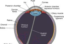 A team of eye specialists has made another novel discovery that could help to improve the success of corneal transplants for patients whose sight has been affected by disease