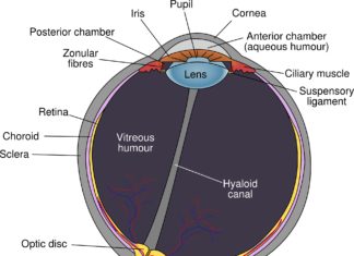 A team of eye specialists has made another novel discovery that could help to improve the success of corneal transplants for patients whose sight has been affected by disease