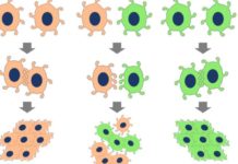 An enzyme activated in diabetics causes blood vessels to leak in diabetes and other diseases