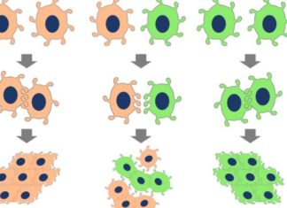 An enzyme activated in diabetics causes blood vessels to leak in diabetes and other diseases
