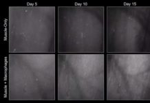 Biomedical engineers found a critical component for growing self-healing muscle tissues from adult muscle
