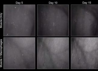 Biomedical engineers found a critical component for growing self-healing muscle tissues from adult muscle