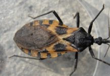 Chagas disease, or American trypanosomiasis, is spread by the “kissing bug” Triatoma dimidiata
