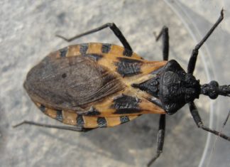 Chagas disease, or American trypanosomiasis, is spread by the “kissing bug” Triatoma dimidiata