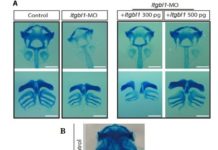 Depletion of the ITGBL1 protein reduced ECM deposition, leading to cartilage damage