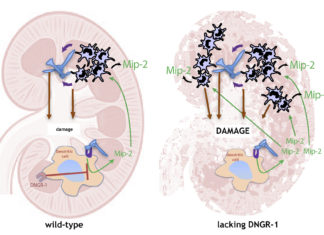 Excess inflammation increasing injury in a process known as immunopathology