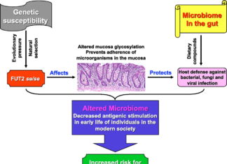 Found multiple genetic variants within the FUT2 gene that makes some people especially susceptible to middle ear infections