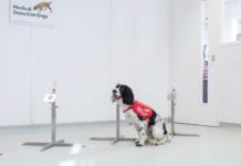 Dogs could be trained to sniff out malaria in people