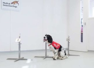 Dogs could be trained to sniff out malaria in people
