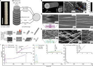 Functional regeneration of tendons using polymeric three-dimensional scaffold engineered with tendon-like mechanical properties and controlled anisotropic microarchitectures