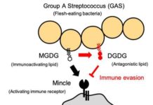 Group A Streptococcus (GAS), sometimes known as “flesh-eating bacteria,” causes invasive infections that result in high mortality