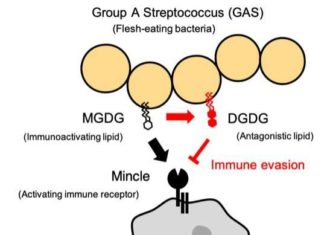 Group A Streptococcus (GAS), sometimes known as “flesh-eating bacteria,” causes invasive infections that result in high mortality