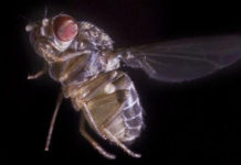 How flies fly ?