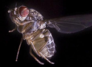 How flies fly ?