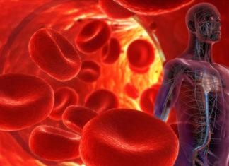 Individual cells within the same heart cope differently with high blood pressure