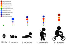 Infant microbiome development : identified three distinct phases
