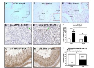Inflammation in the womb may explain link between prenatal inflammation and postnatal immune status