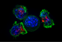 A kill code is embedded in every cell in the body whose function may be to cause the self-destruction of cells that become cancerous