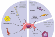 MIT researchers have now devised a way to help blood cells regenerate faster