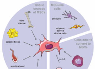 MIT researchers have now devised a way to help blood cells regenerate faster