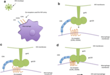 defective or inert HIV-1 can remain in the liver macrophages for up to ten years without functioning as an HIV-1 “reservoir”