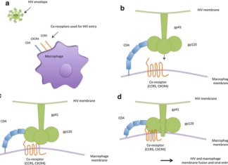 defective or inert HIV-1 can remain in the liver macrophages for up to ten years without functioning as an HIV-1 “reservoir”