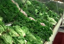 Macular degeneration : Eating leafy greens reduce your risk of developing AMD