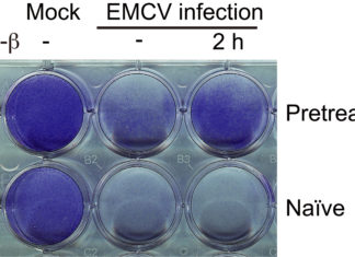 Mammalian cells seem to be able to memorize anti-viral stimulation at the level of DNA-packaging molecules