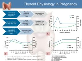 Maternal thyroid hormones are critical for fetal brain development