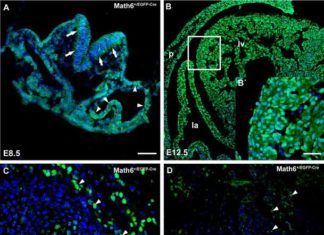 A single gene from the mother plays such a crucial role in the development of the placenta that its dysfunction leads to miscarriages