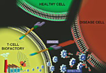 NIBIB-funded researchers have transformed T cells into drug factories engineered to find cells carrying specific diseases in the body