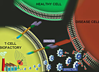 NIBIB-funded researchers have transformed T cells into drug factories engineered to find cells carrying specific diseases in the body
