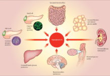 Research : Natural molecule may be key to reversing and halting heart disease in diabetes
