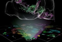 Neuroscientists have moved one step closer to understanding the complete list of cell types in the brain