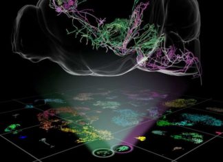 Neuroscientists have moved one step closer to understanding the complete list of cell types in the brain