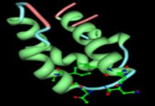New research has shown that support cells in the brain can be utilised to heal and protect neurones