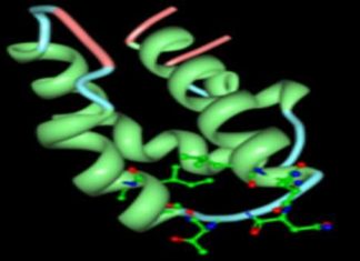 New research has shown that support cells in the brain can be utilised to heal and protect neurones