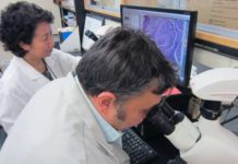 Kick-start Alzheimer :Long-term exposure to periodontal disease bacteria causes inflammation and degeneration of brain neurons