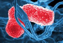 Pneumonia-causing bacteria can be spread through picking and rubbing the nose