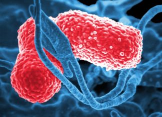 Pneumonia-causing bacteria can be spread through picking and rubbing the nose