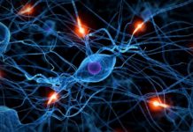 Protein, called SAP102, has unique effects in neural connections
